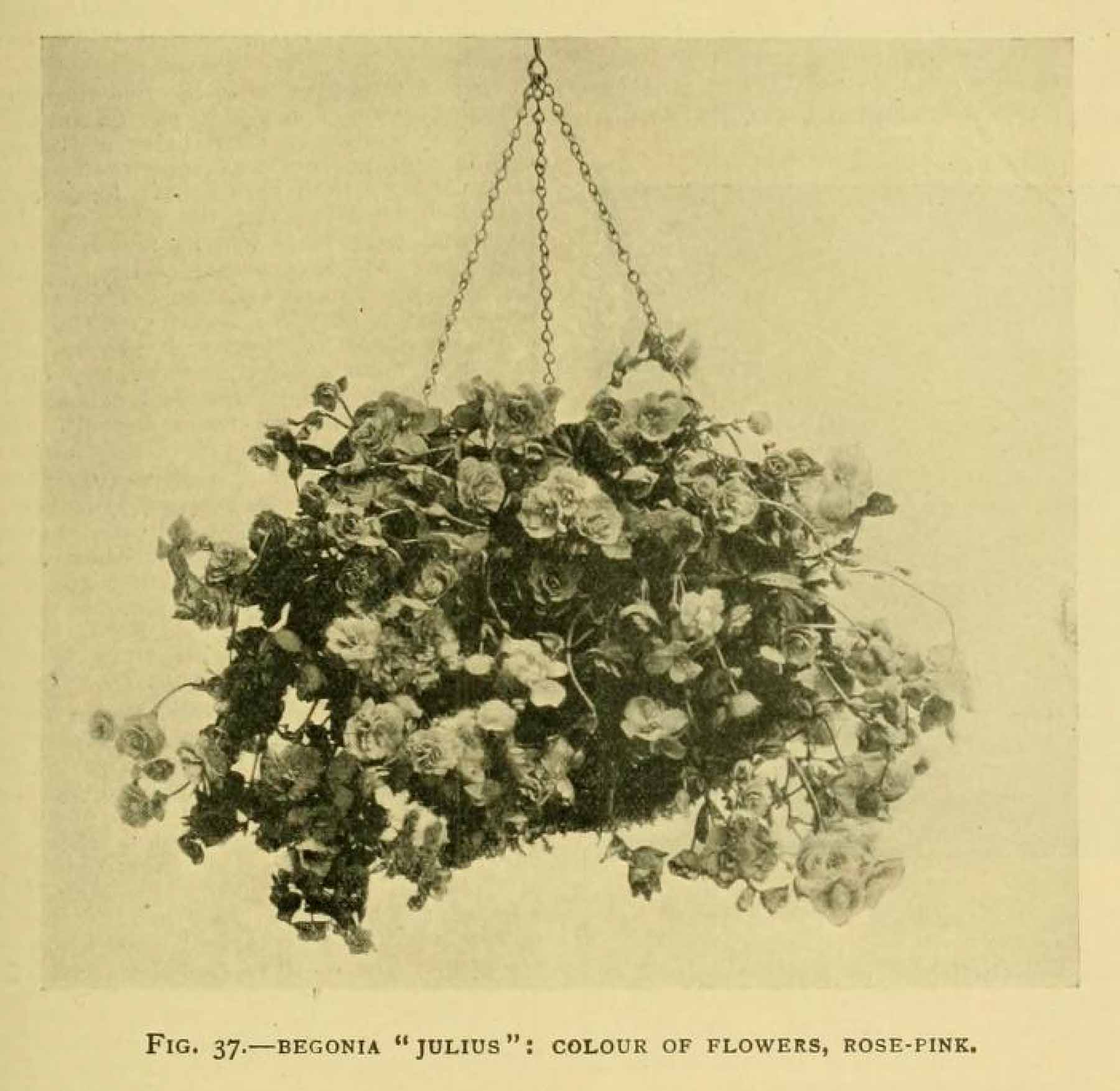 B. ‘Julius’
